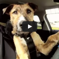 Meet Porter. The World's First Driving Dog.