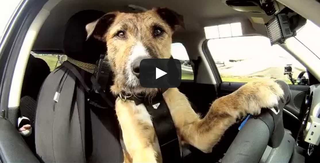 Meet Porter. The World's First Driving Dog.