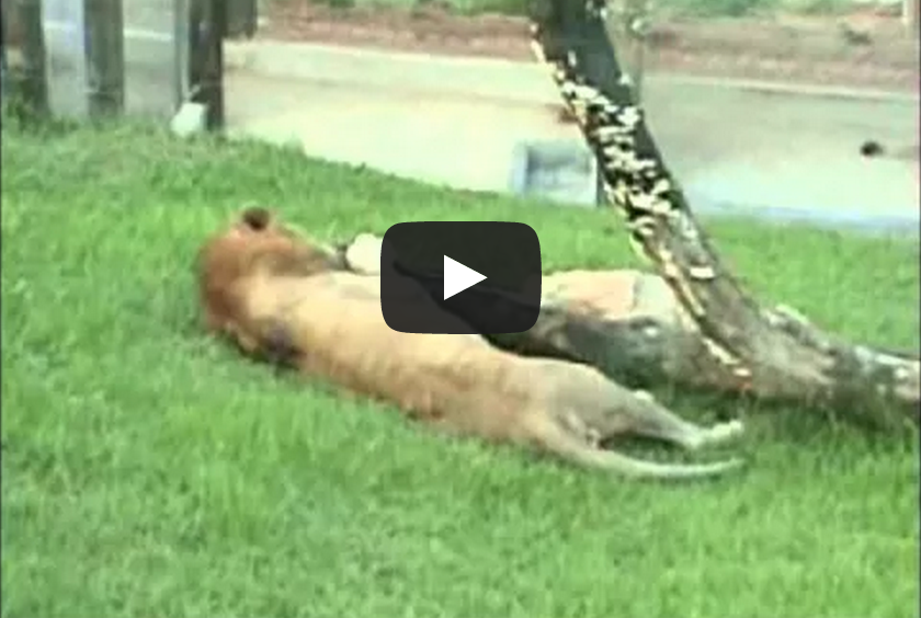 Circus Lion Freed From Cage Feels Earth Beneath His Paws For The First Time