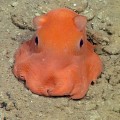 Scientists Have Discovered The World's Cutest Octopus - And They Want To Call It Adorabilis