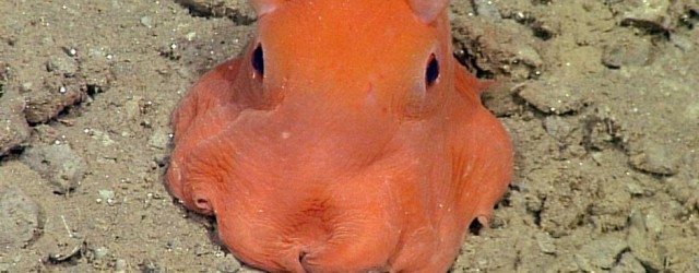 Scientists Have Discovered The World's Cutest Octopus - And They Want To Call It Adorabilis