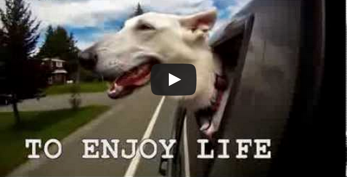 Things Dogs Teach Us