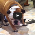 50 Cats And Dogs In Need Of Naps