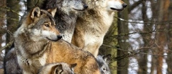 wolves-400x400