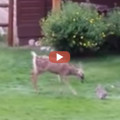 Deer And Rabbit Have Real Life Bambi - Thumper Moment