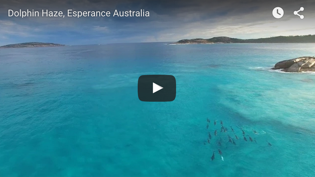 Dreamy Dolphin Surf Squad