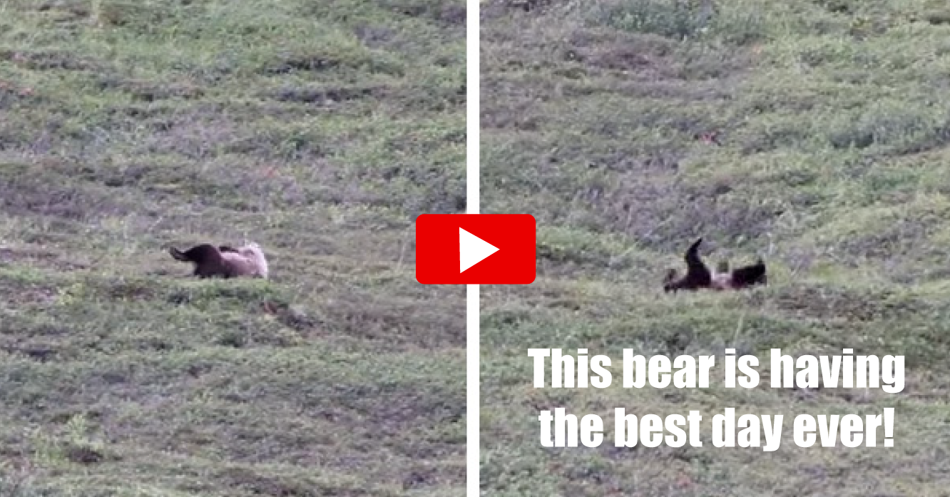 VIDEO: Bear Rolling Down Hill