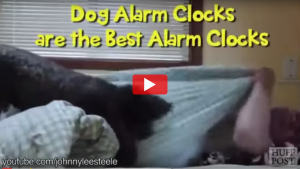VIDEO: Dog Alarm Clocks
