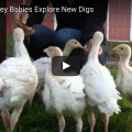 Rescued Turkey Babies Explore New Digs