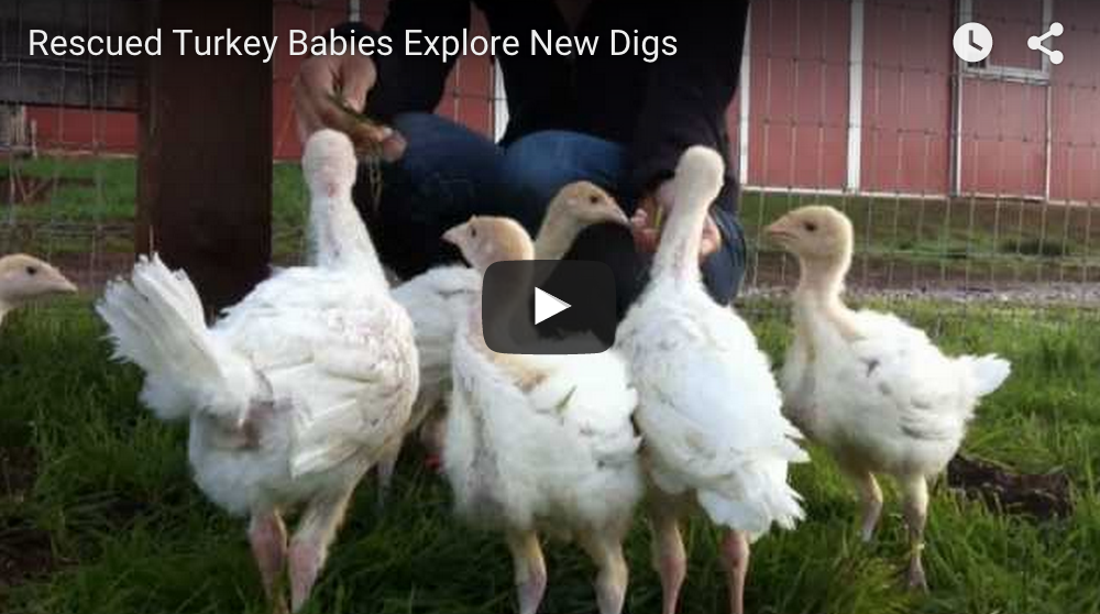 Rescued Turkey Babies Explore New Digs