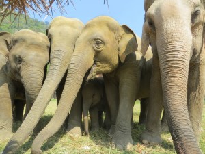 Vegan Eco Travel And Tourism In Thailand