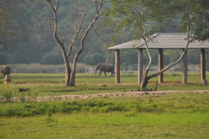 Vegan Eco Travel And Tourism In Thailand