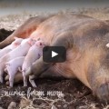 Pregnant Pig Leaps From Moving Truck To Save Her Babies