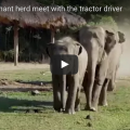 Rescue Elephant's Amazing Reaction To Seeing Her Favorite Person