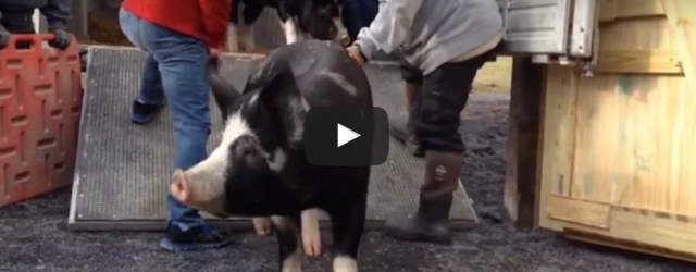 Freedom Is Beautiful