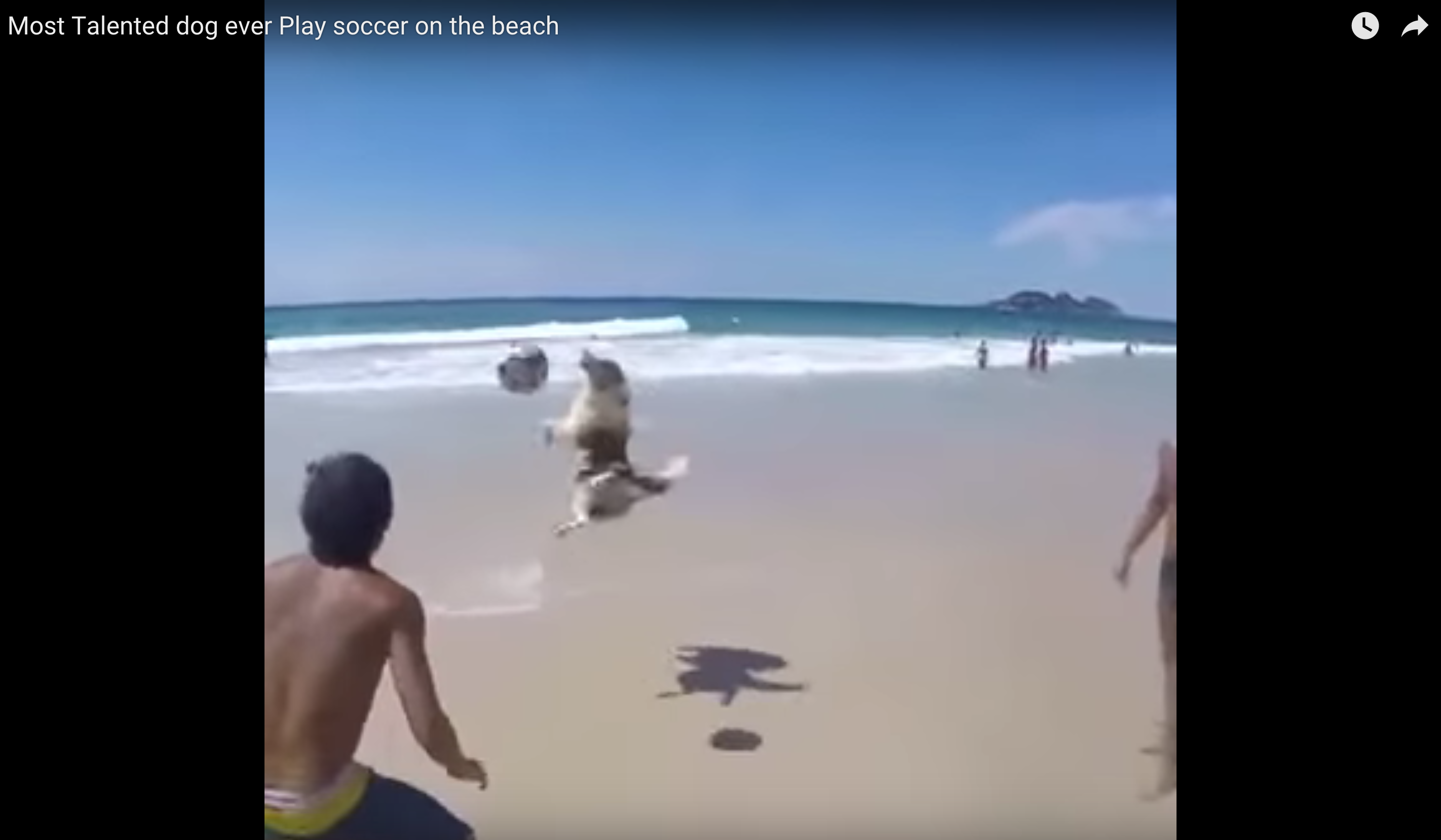 Dog Shows Off Soccer Skills At Beach