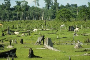 Photo Brazilian rainforest deforestation