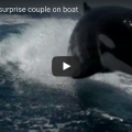 Killer Whales Surprise Couple On Boat