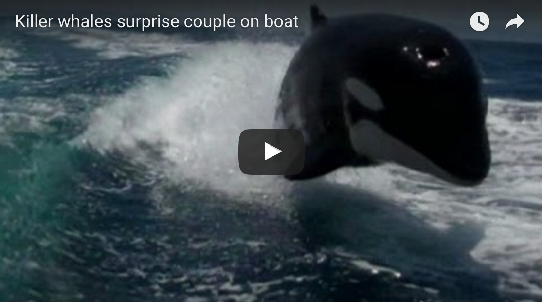 Killer Whales Surprise Couple On Boat