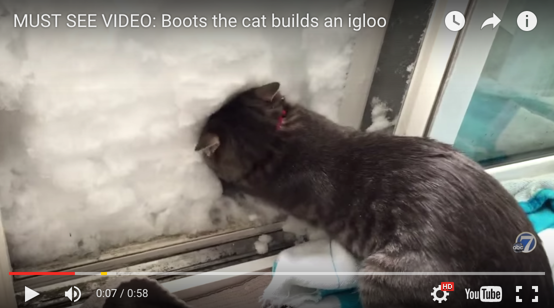 cat igloo