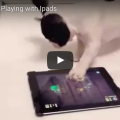 Cute Animals Playing With Ipads