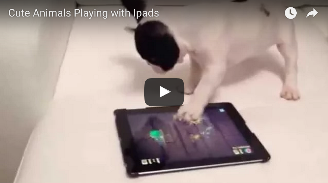 Cute Animals Playing With Ipads