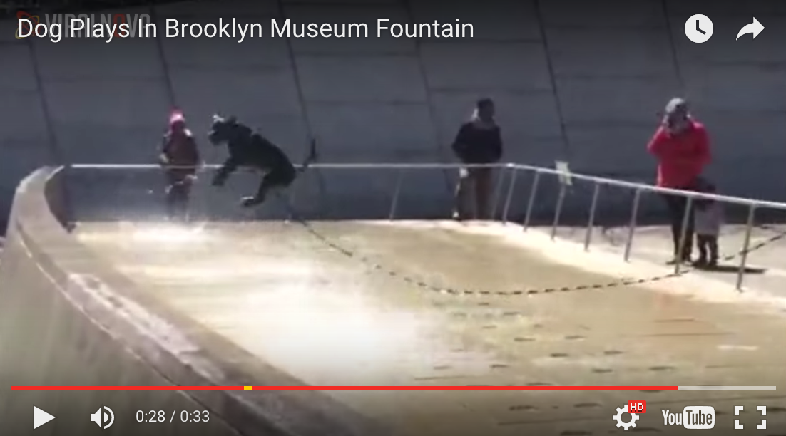Dog Plays In Brooklyn Museum Fountain