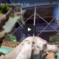 GoPro: Didga The Dog-Surfing Cat