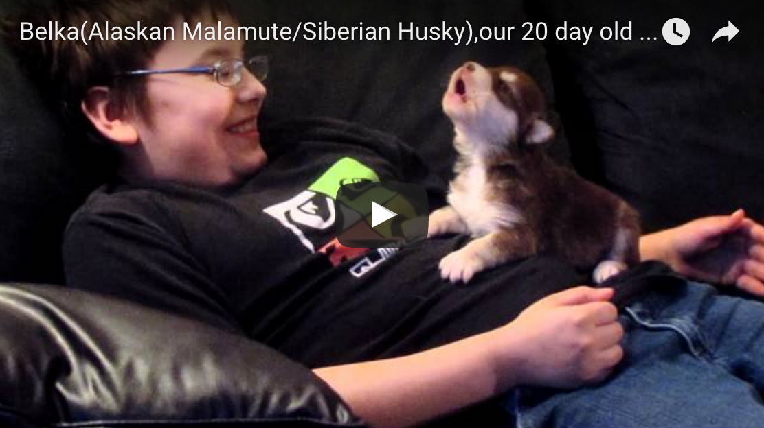 20 Day Old Puppy Howling