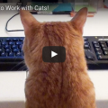 What It's Like To Work With Cats