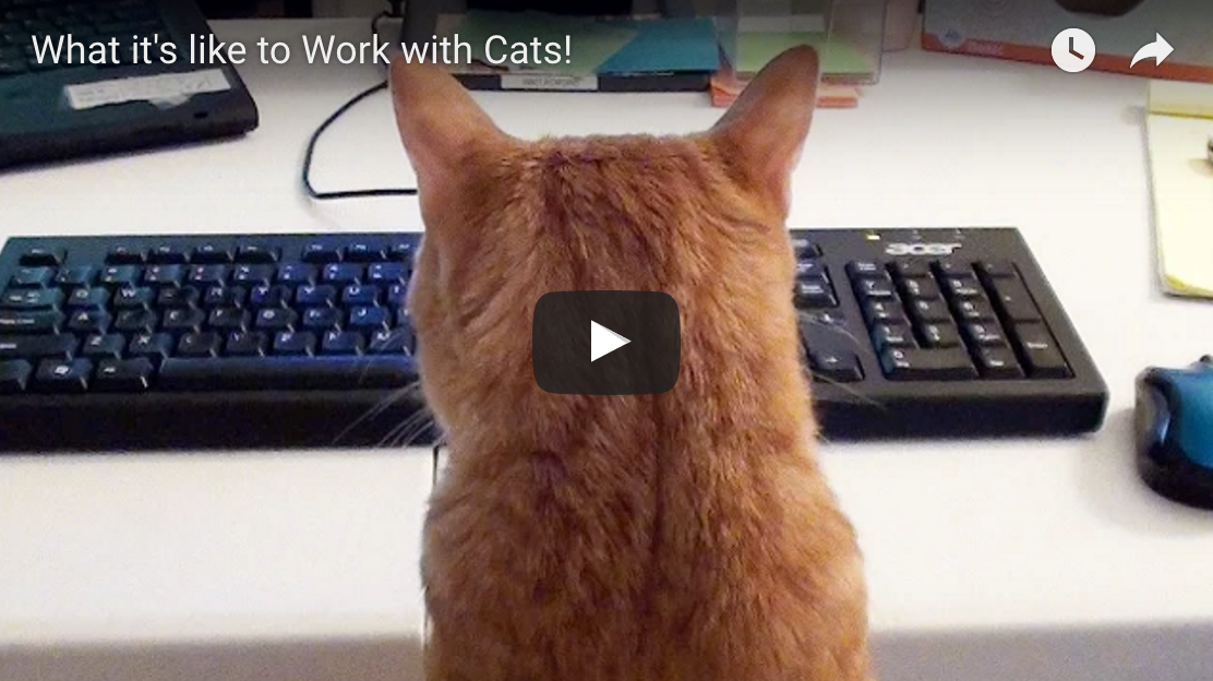 What It's Like To Work With Cats