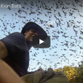One Million Bats
