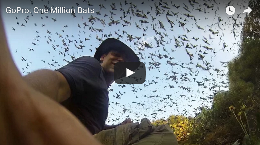 One Million Bats