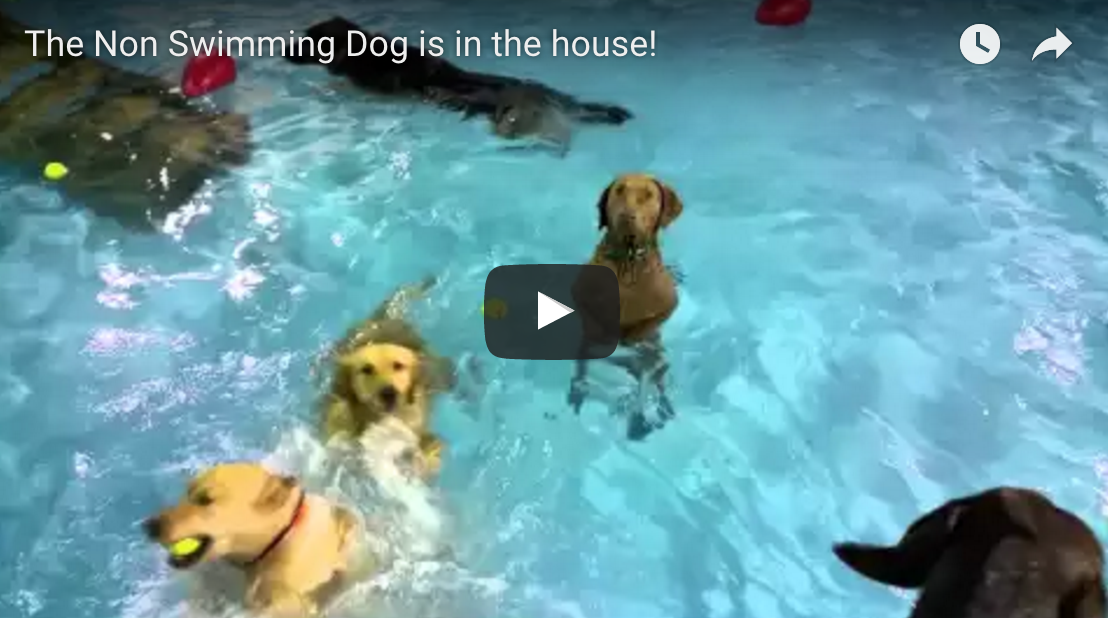 Beya The Non Swimming Dog