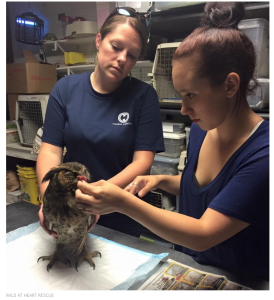Owl Hugs Man Who Saved Her