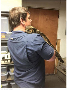 Owl Hugs Man Who Saved Her