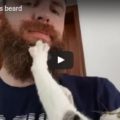 Cat Massages Beard