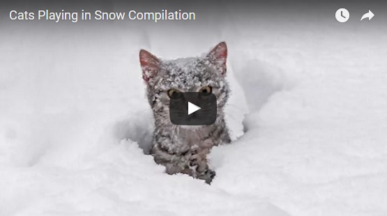 Cats Playing In Snow