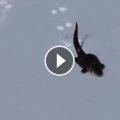 otter slide snow