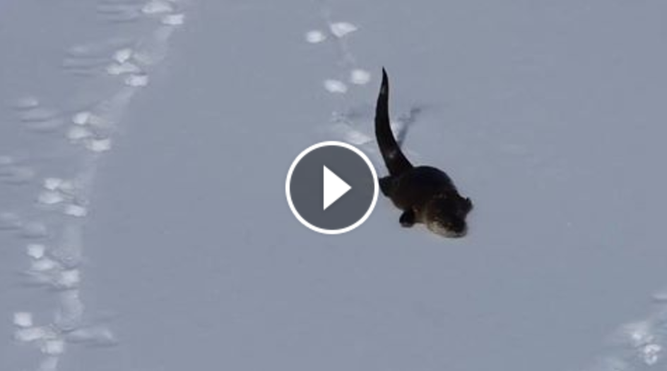 otter slide snow