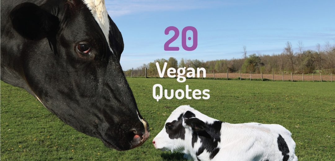Vegan Quotes