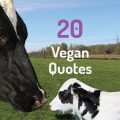 Vegan Quotes