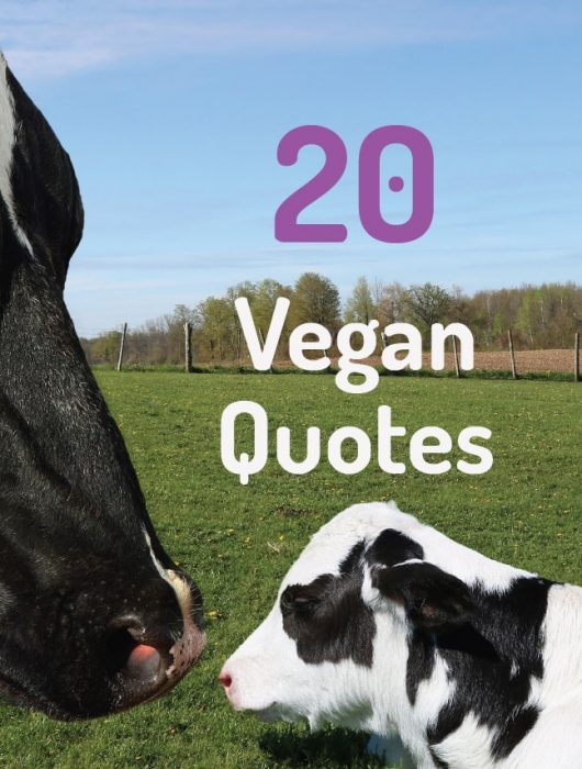 Vegan Quotes