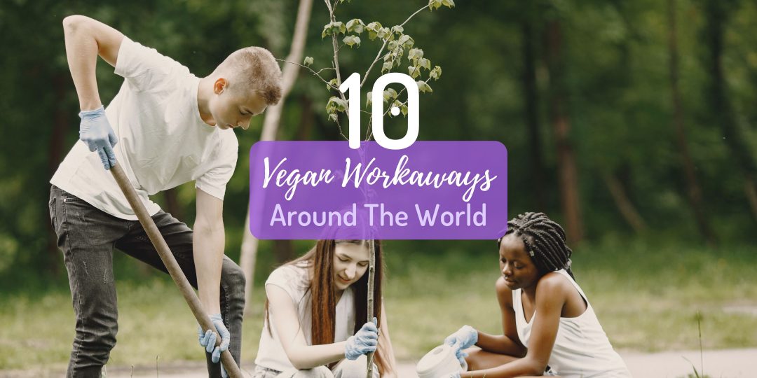 vegan workaways