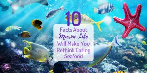 Facts About Marine Life