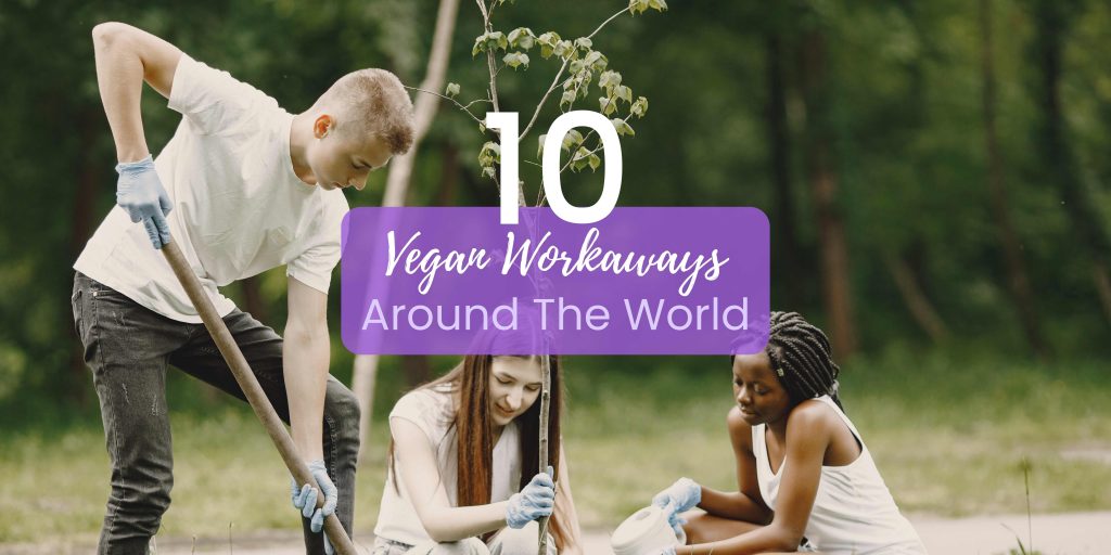 vegan travel articles on the HappyCow blog