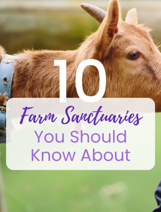 Farm Sanctuaries Around the World