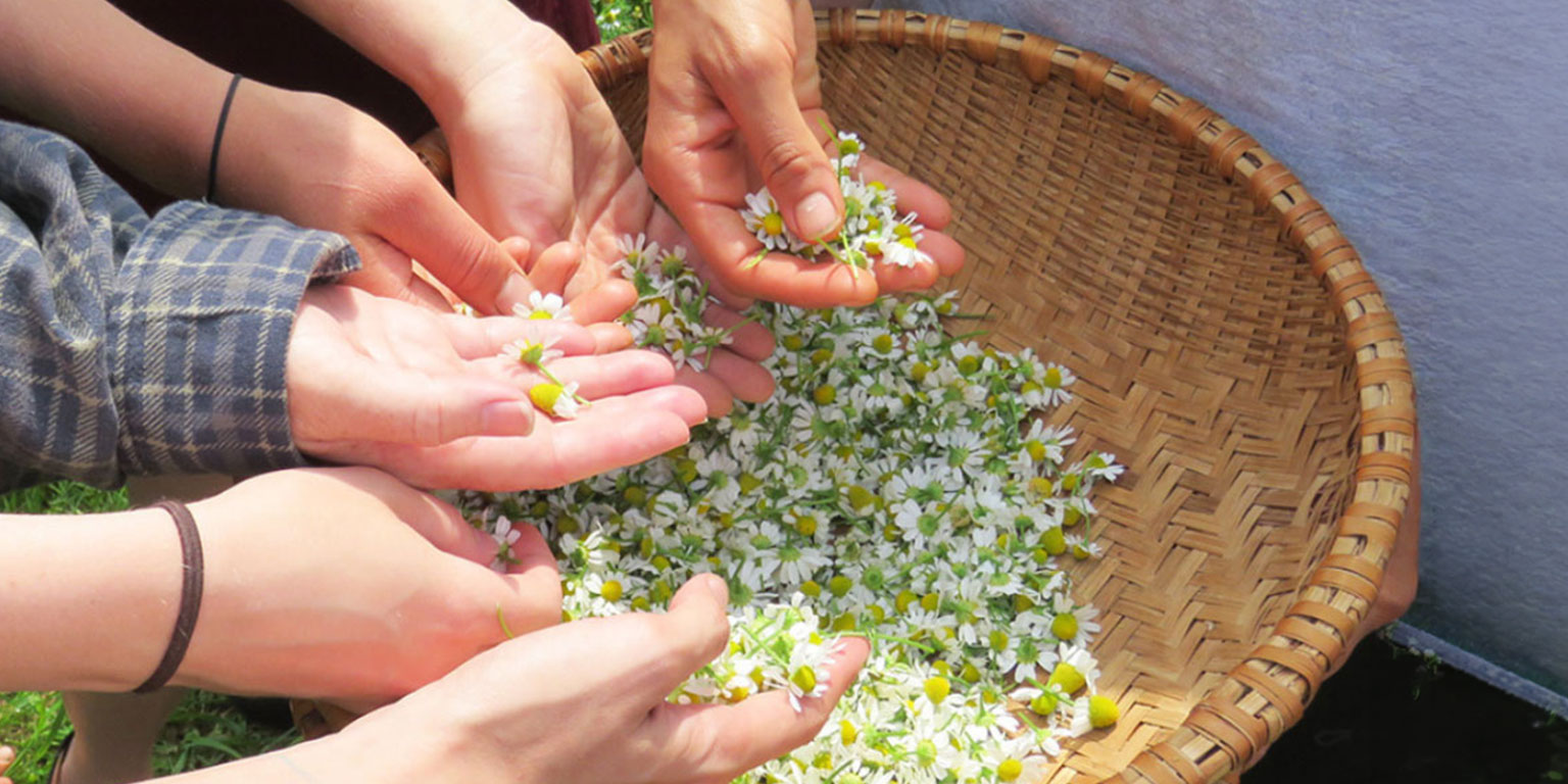 How Indigenous Wisdom and the Modern Vegan Movement Complete Each Other