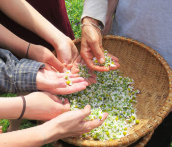How Indigenous Wisdom and the Modern Vegan Movement Complete Each Other