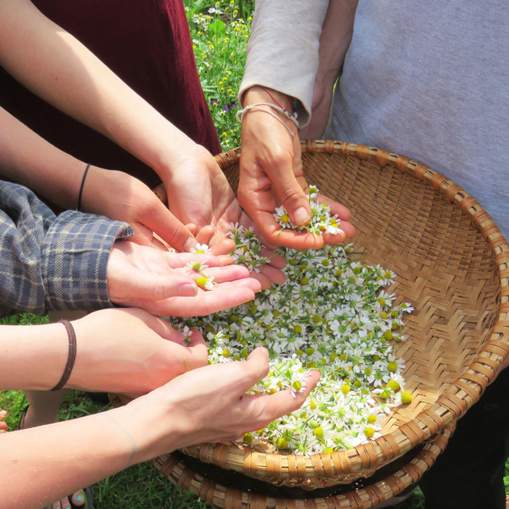 How Indigenous Wisdom and the Modern Vegan Movement Complete Each Other